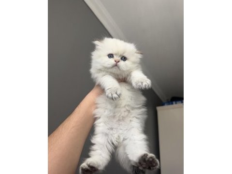 British longhair erkek