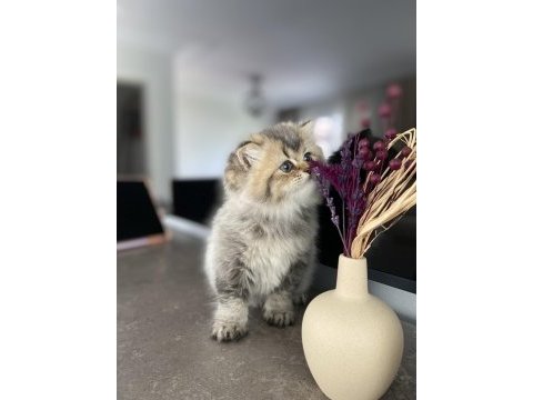 British shorthair cana yakın kedimiz