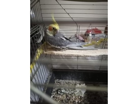 4 aylık sultan papağanı sahiplendirme