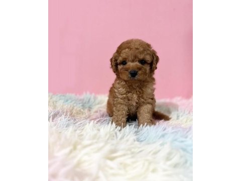 Irk garantili toy poodle yavruları