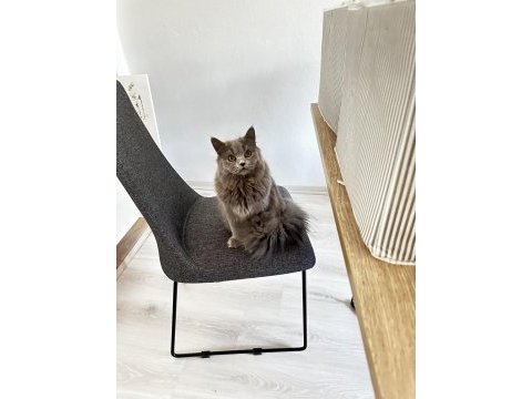 8 aylık british longhair yavru