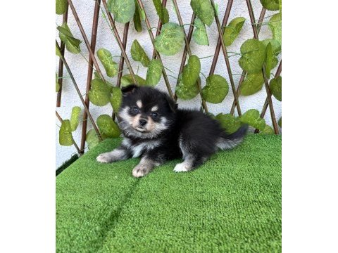 Spitz pomeranian