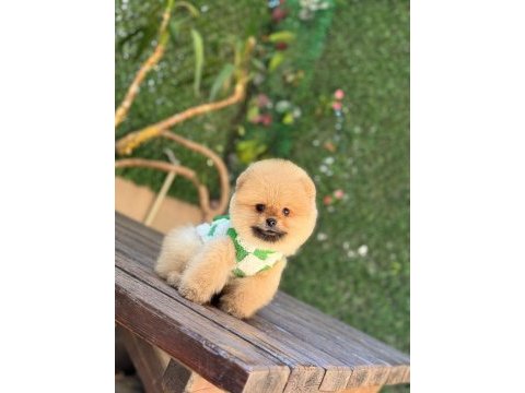 Teacup oranj pomeranian boo miniğimiz