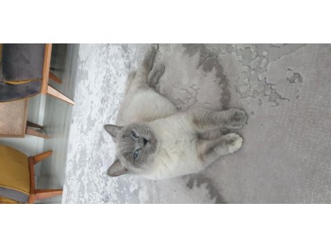 Yetişkin british shorthair