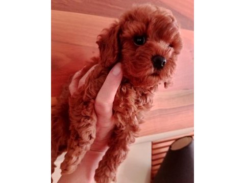 Çok tatlı korekan dişi poodle yavrusu