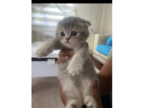 Safkan scottish fold