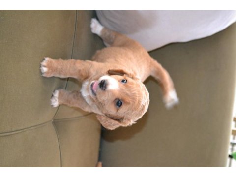 2 aylık teslime hazır 3 erkek 3 dişi maltipoo