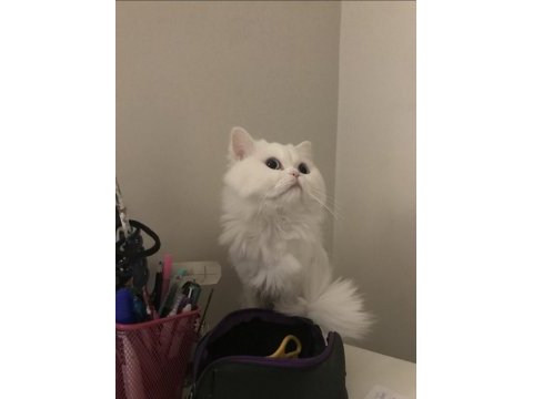 Chinchilla kedim