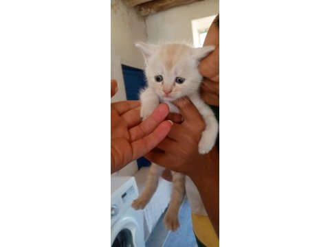 Beş tane yavru kedimiz var