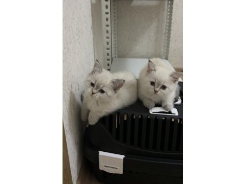 A kalite british shorthair silver point yavrum
