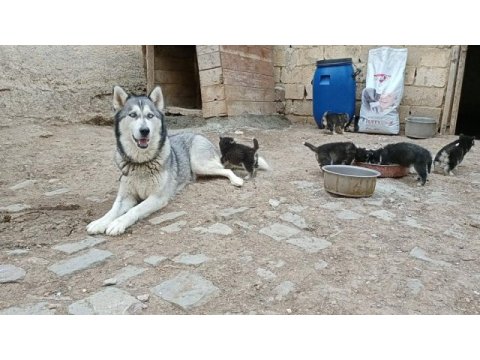 Anne altında husky yavrulari yer alanya mahmutlar