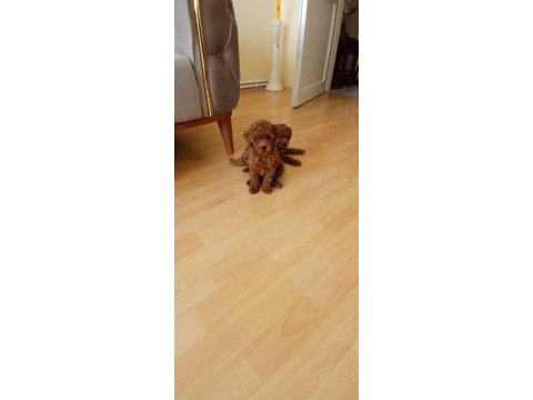 Akıl küpü toy poodle bebeklerimiz