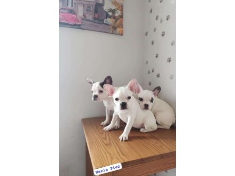 French bulldog ırk ve sağlıklı