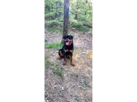 Orijinal rottweiler
