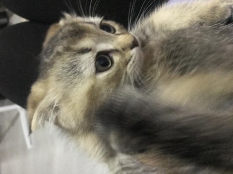 Scottish fold acil