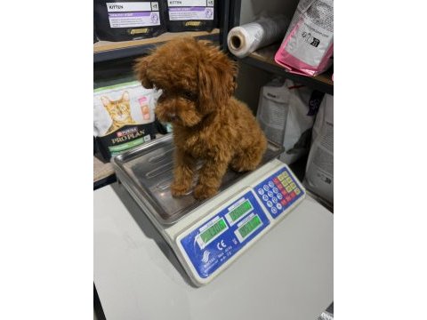 Değer bilenlere özel köpeğimiz