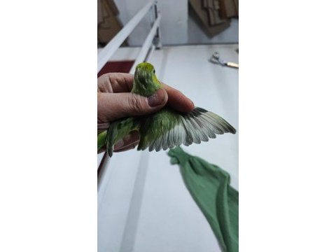 Yeni yeme düşmüş forpus papağanı bebekler