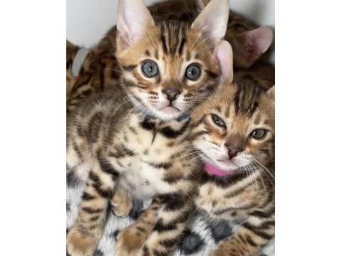 Ozyfelınes seçkin bengal yavruları