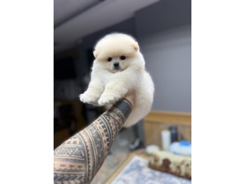 Tedy bear pomeranian pupy