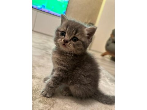 6 haftalık dişi british shorthair