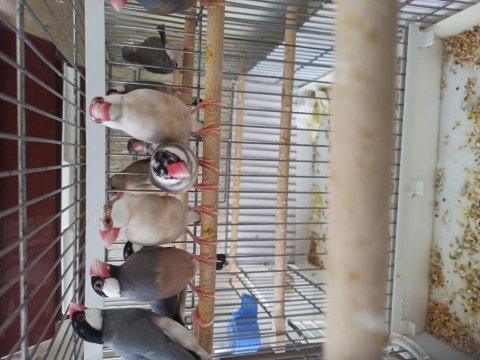 Genç yavru bakıcı takım java ispinozları