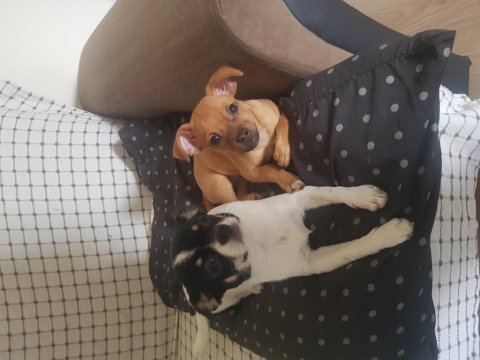 3.5 aylık dişi minyatür pinscher