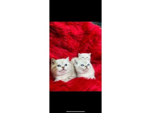British shorthair yavru kedimiz yeni yuvasını arıyor