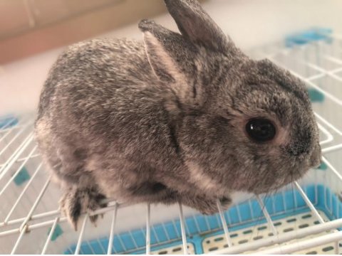 Hollanda cüce erkek damızlık chinchilla renk tavşan