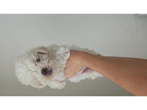 O numara maltipoo