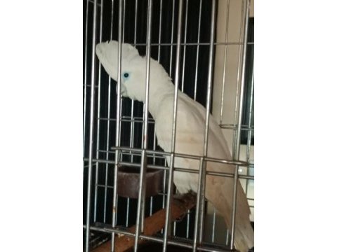 10 aylık kakadu papağanı kar beyaz