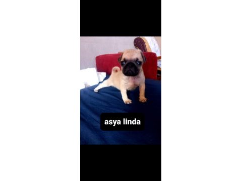 Pug mops bebekler