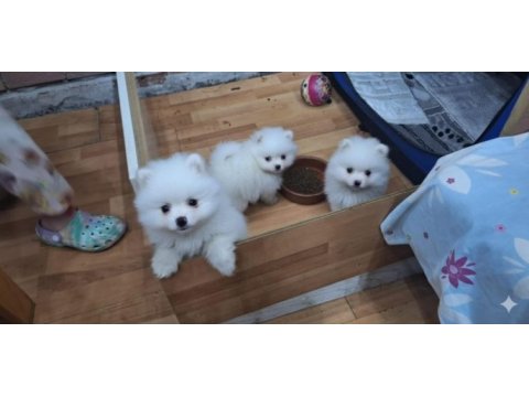 Pomeranian köpekler