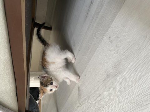 Ücretsiz cins kedimizi sahiplenmek ister misiniz