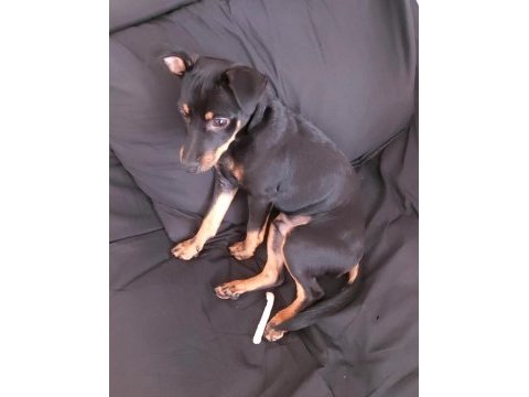 Safkan pinscher erkek