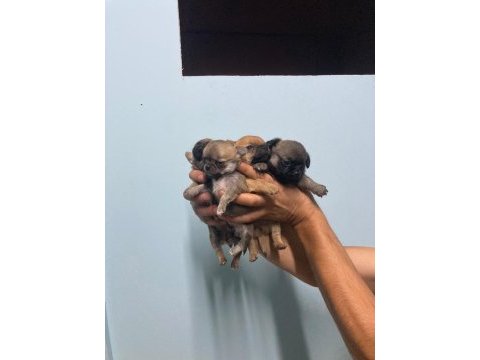 Elma kafa chihuahua ırk garantili