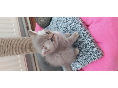3 erkek ve 1 dişi british shorthair