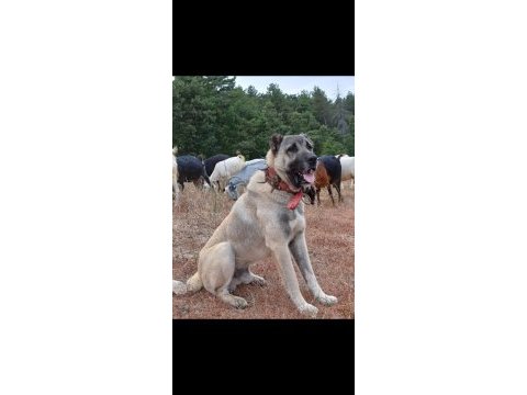 Kurtçu kangal köpeği