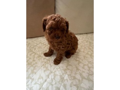 Red brown teddy poodle