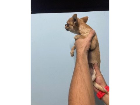 Elma kafa chihuahua ırk garantili