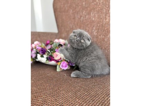 Minik panda sevenlere kedilerimiz