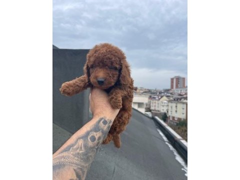 Red brown poodle yavrular