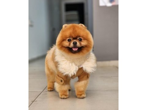 Şampiyon efsane erkek yetişkin pomeranian
