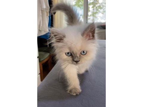 Blue point british longhair
