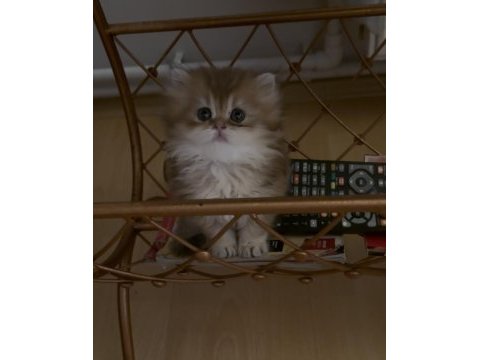 Safkan british longhair yavrular