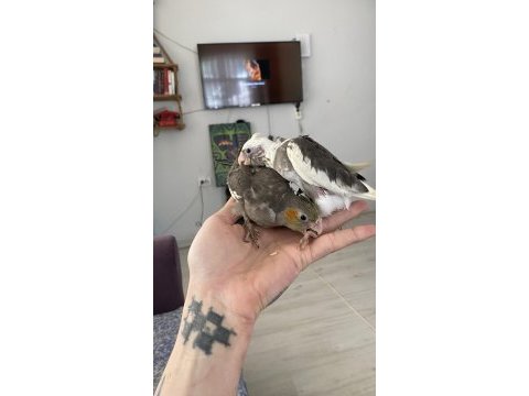 Vanilya petstoredan bebek sultan papağanları