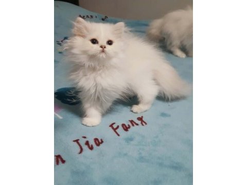 British longhair silver