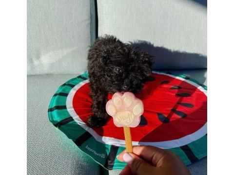 En küçük boy maltipoo yavrularımız