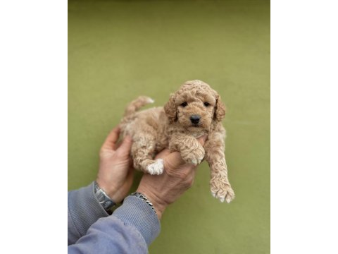 0 numara dişi maltipoo yavrularımız