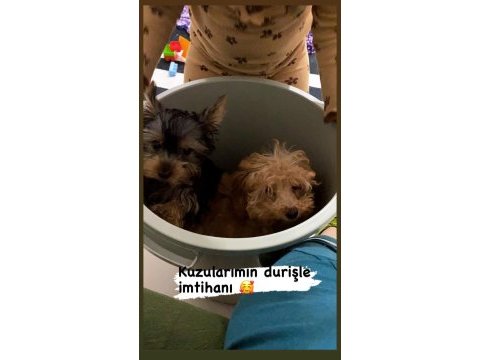 Teacup yorkshire terrier