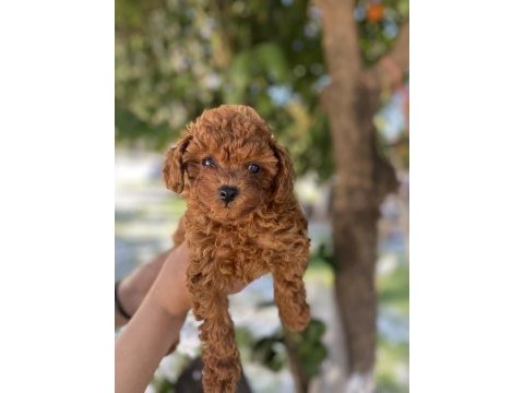 Erkek dişi toy poodle yavrular